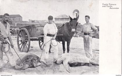 AFRICA AFRIQUE - ASCENSION ISLAND - TURTLE TURNERS AND TURTLE