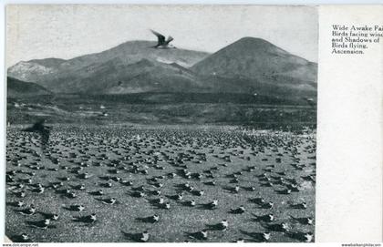 Ascension Wideawake Sooty Tern Birds