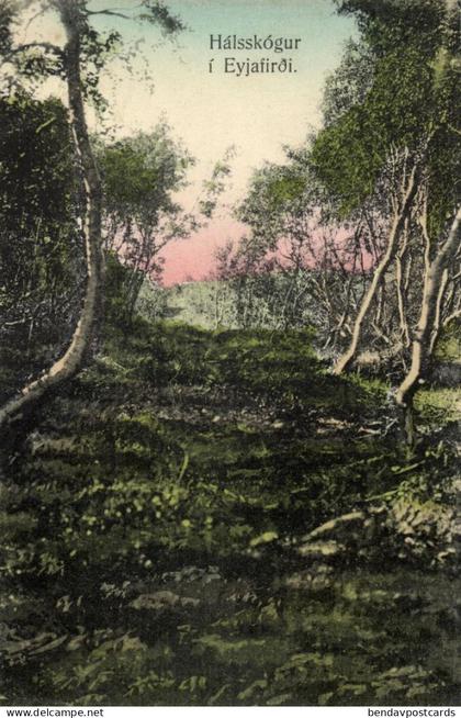 iceland, Hálsskógur Woods in Eyjafjörður (1910s) Postcard