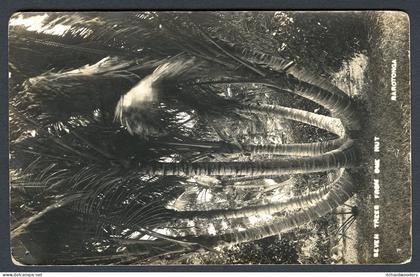 Rarotonga Seven Trees from one Nut, real photo postcard used at Apia to Apia but stamp removed