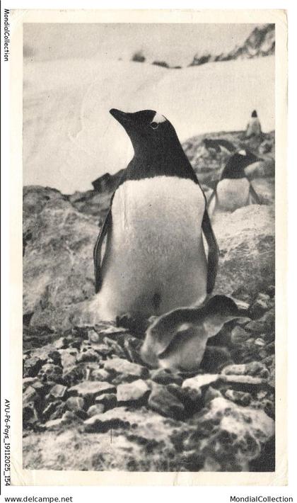 AYUP6-0474-FALKLAND - Pingouin et son poussin