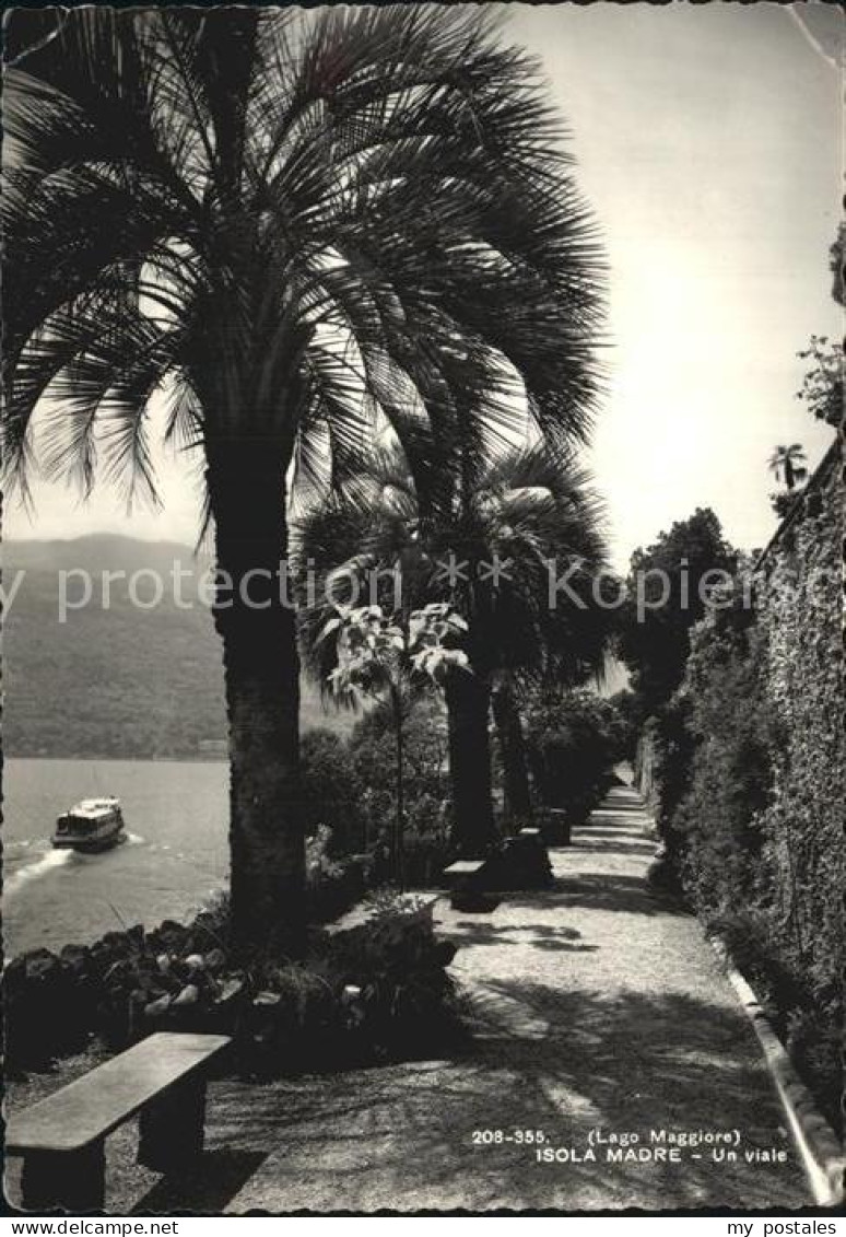 Isola Madre Lago Maggiore Un viale Lago Maggiore Palmen