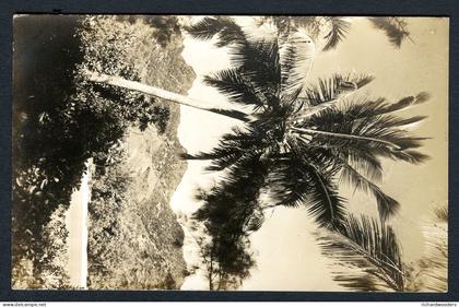 Rarotonga Cook Islands real photo postcard, scenic card, Coconut Palms, unused, mounts on corners on back