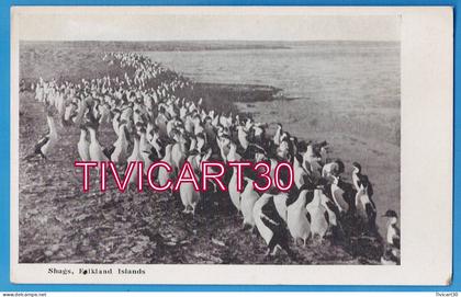 CPA FALKLAND - SHAGS, FALKLAND ISLANDS - CORMORANS HUPPES