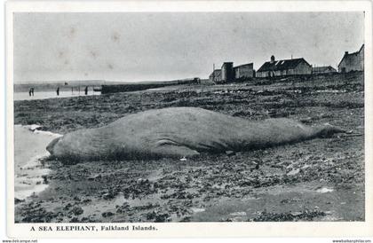 Falkland Islands Sea Elephant