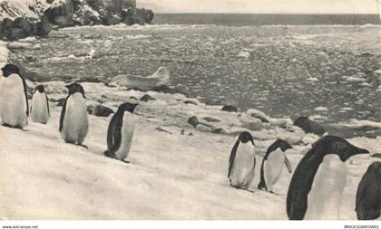 ILES FALKLAND ISLAND #32572 DANS LE SILLAGE DE BOUGAINVILLE