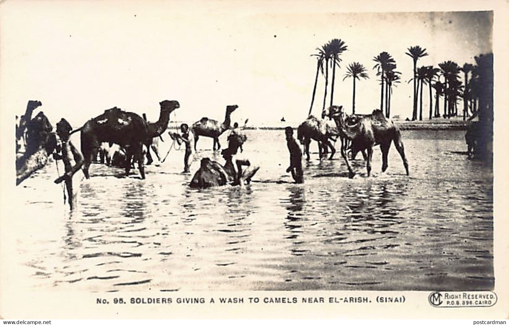 Israel - EL ARISH - Soldiers giving a wash to camels - World War One - REAL PHOTO - Publ. CM 95