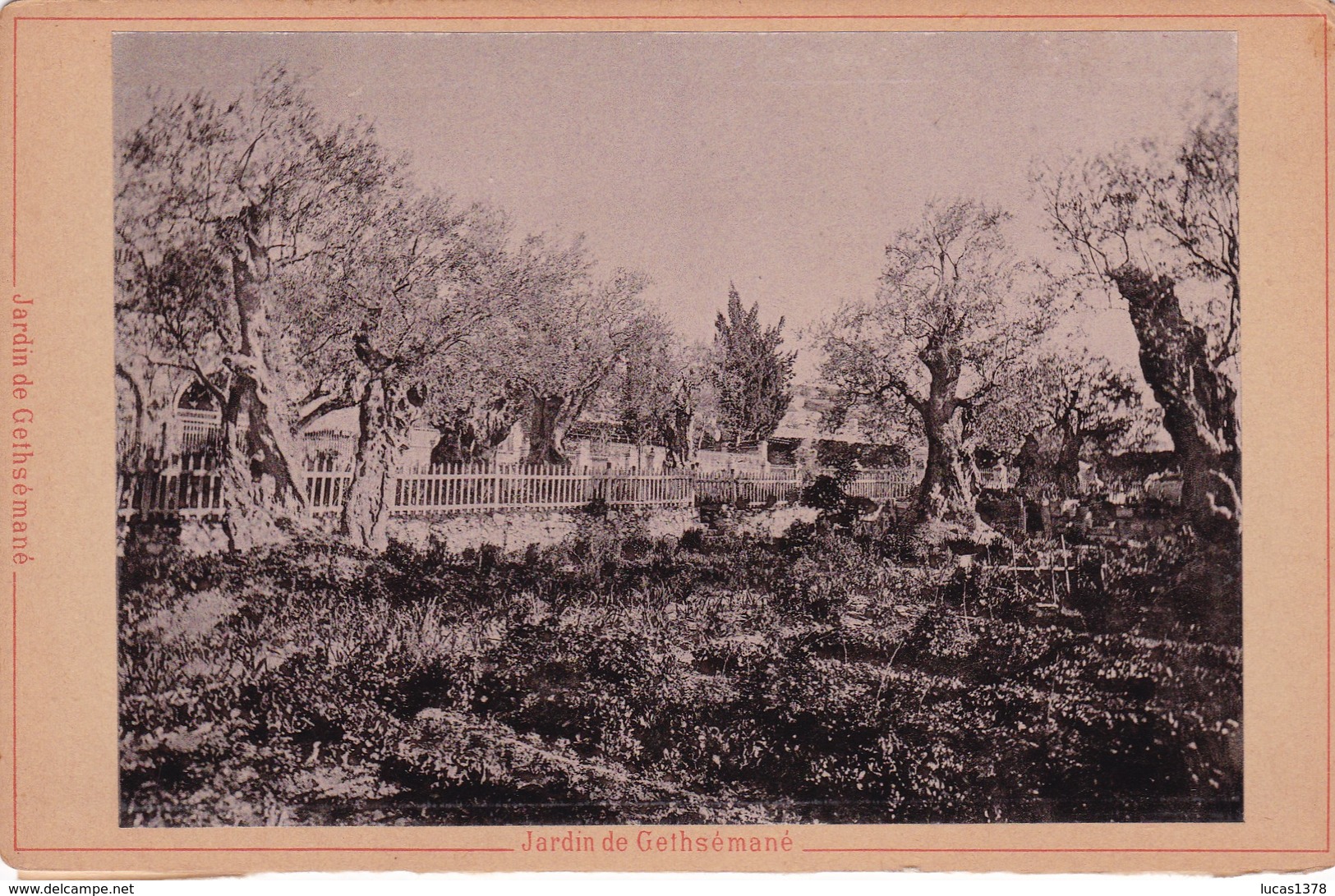 ISRAEL / JERUSALEM / PHOTO COLLEE / JARDIN DE GETHSEMANE