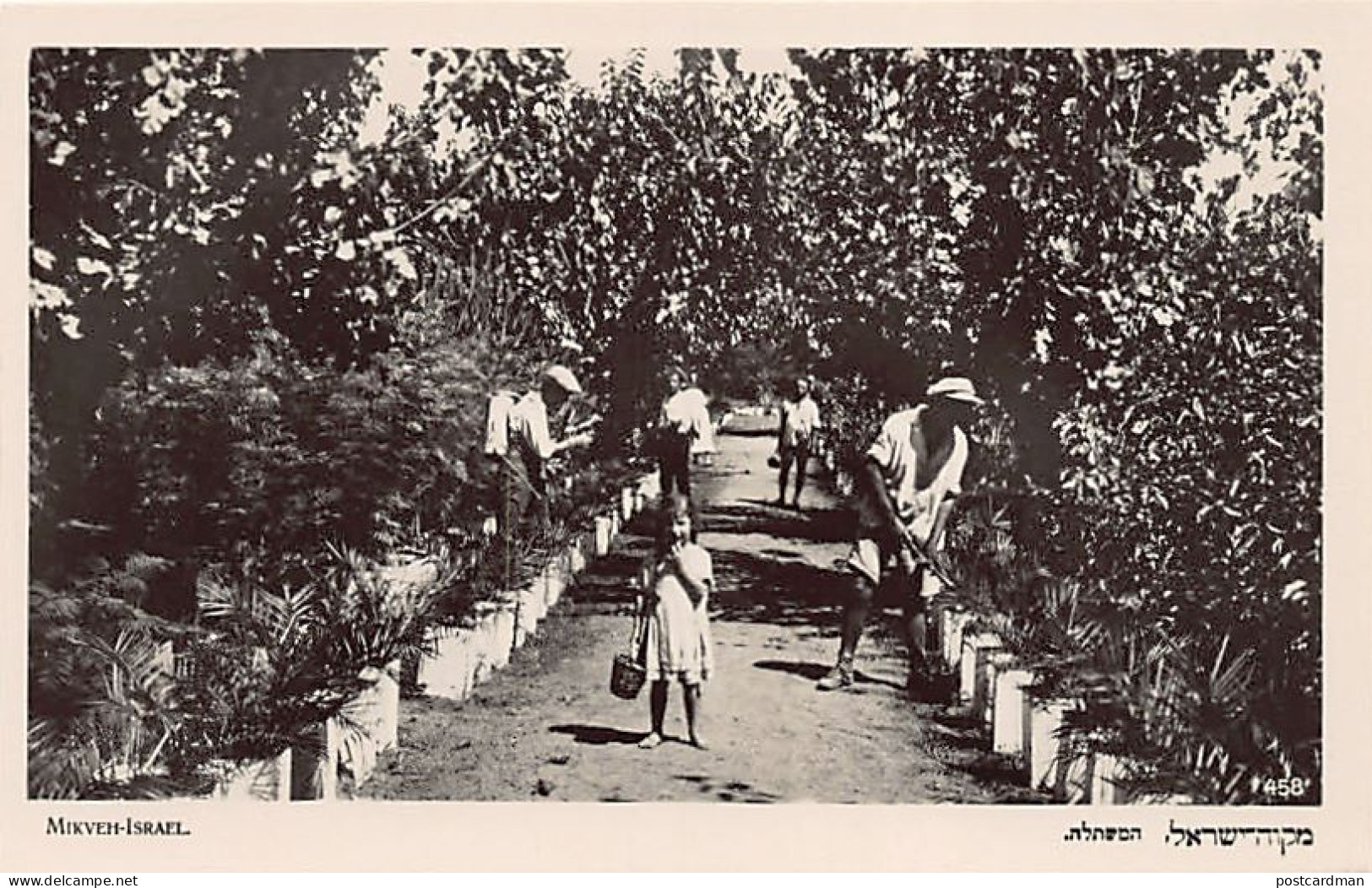 Israel - MIKVEH ISRAEL - Treatment of young tree shoots - Publ. Eliahu Bros. 458