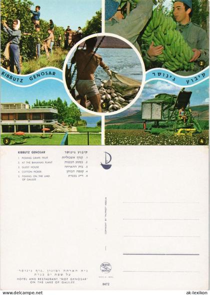 .Israel KIBBUTZ GENOSAR u.a. Weinernte Israel, Cotton Picker uvm. 1970