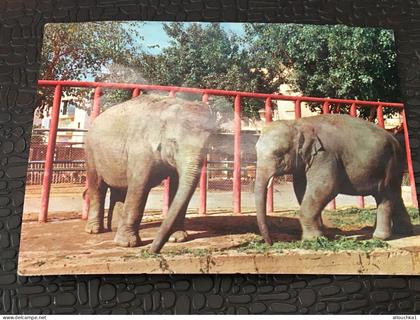 Israël Tel-Aviv zoological garden Indian elephants -Carte Postale CPA Postcard-parc zoologique