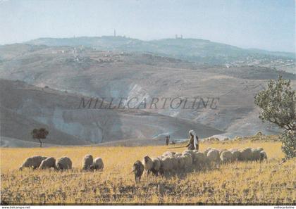 ISRAEL - View towards Jerusalem from the Judean wilderness, Postcard