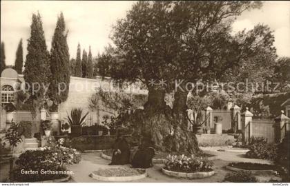 Palaestina Garten Gethsemane