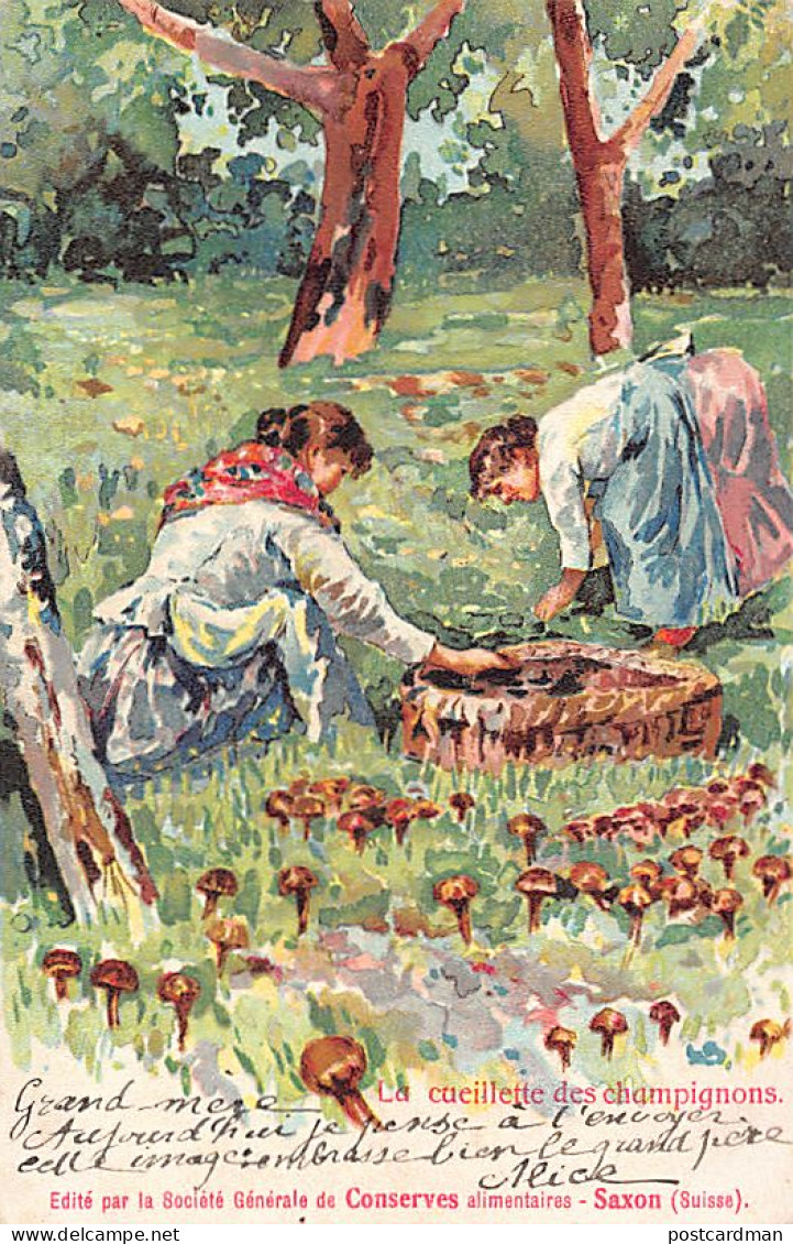 Italia - NAPOLI - Raccolta dei funghi - Ed. Saxon