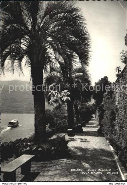 Isola Madre Lago Maggiore Un viale Lago Maggiore Palmen
