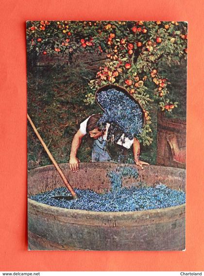 Cartolina Alto Adige - Vendemmia - 1967