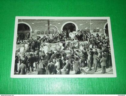 Cartolina Fiera Esposizione di Milano 1928 - Le Mostre Zootecniche