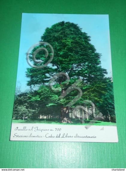 Cartolina Pavullo nel Frignano - Cedro del Libano ultracentenario 1961 ca