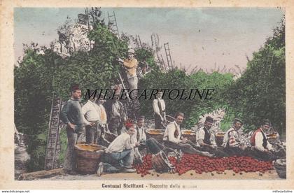 Sicilia - Costumi Siciliani: Raccolta delle arance