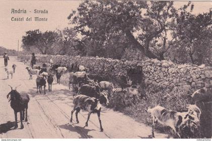 ANDRIA - Castel del Monte, Cartolina