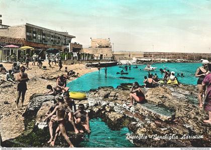 de443 cartolina bisceglie conchiglia adriatica provincia di bari