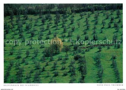 Scandicci Florenz Fliegeraufnahme Olivienhain