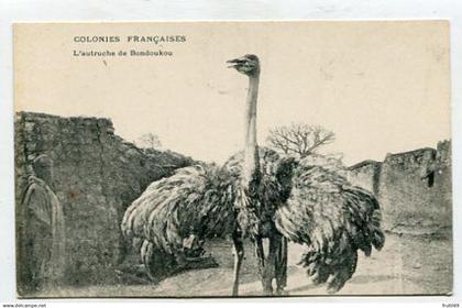 AK 202369 IVORY COAST - L'autrujche de Bondouko