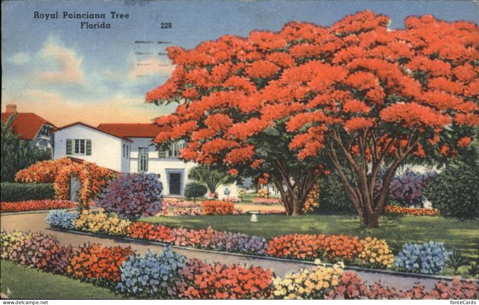 Jacksonville Florida Royal Poinciana Tree