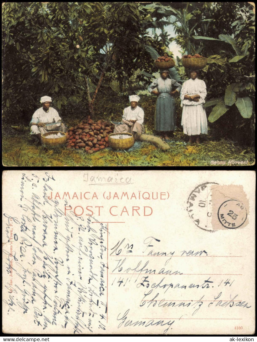 Jamaika   Jamaica Jamaica Einheimische bei der Ernte, Cocoa Harvest 1910