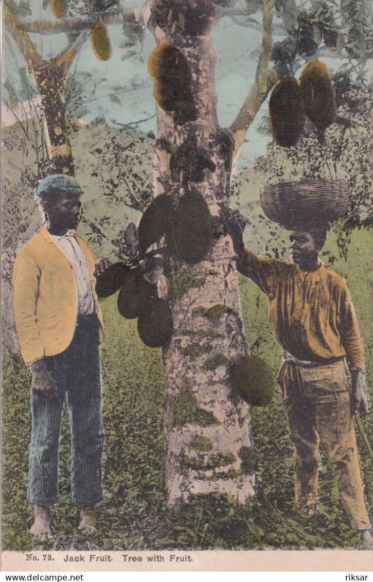 JAMAIQUE(TYPE) ARBRE(KACKFRUIT)