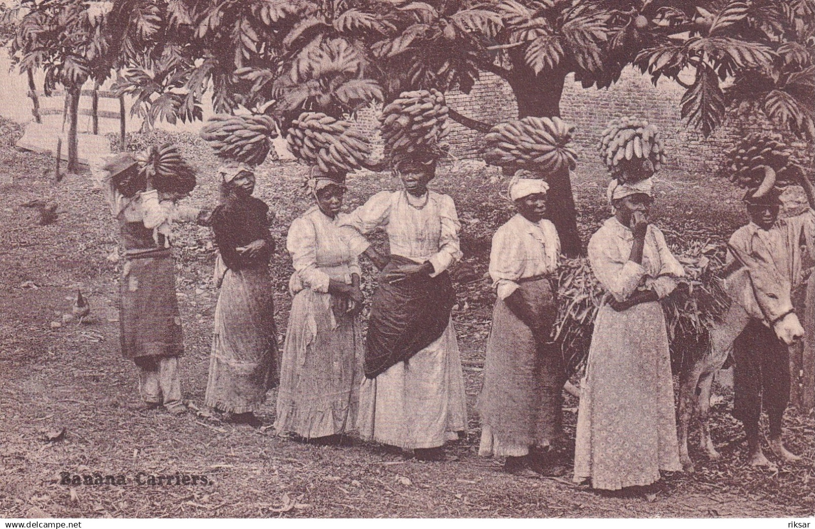 JAMAIQUE(TYPE) BANANE