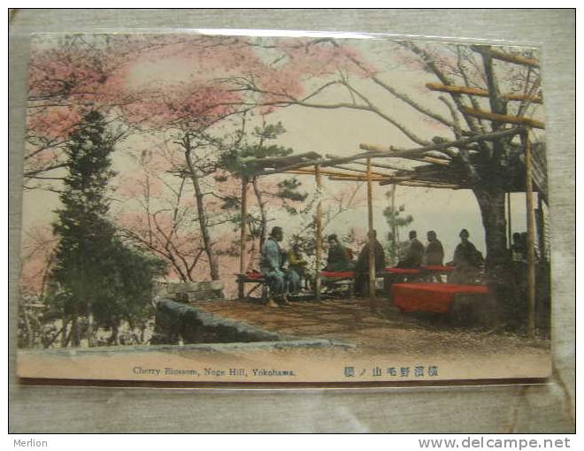 Japan  Yokohama - Noge Hill Cherry Blossom   ca 1905   - D87538
