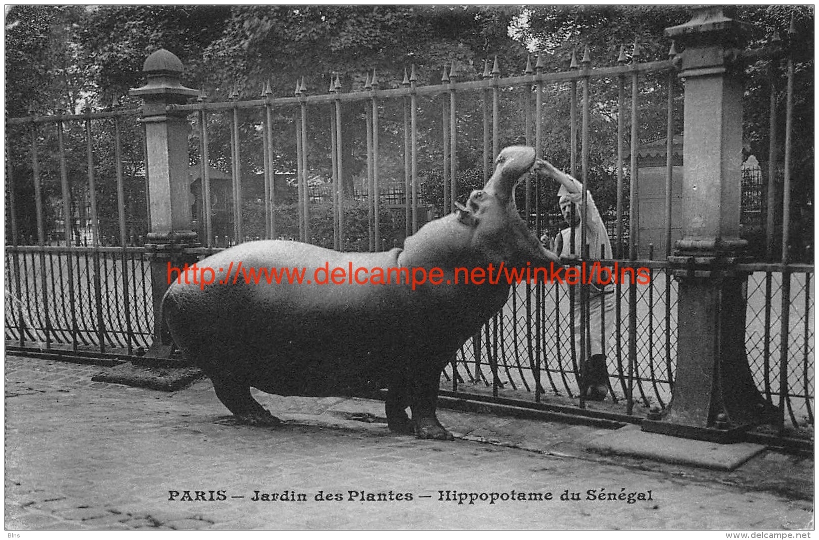 Jardin des Plantes Hippopotame du Sénégal