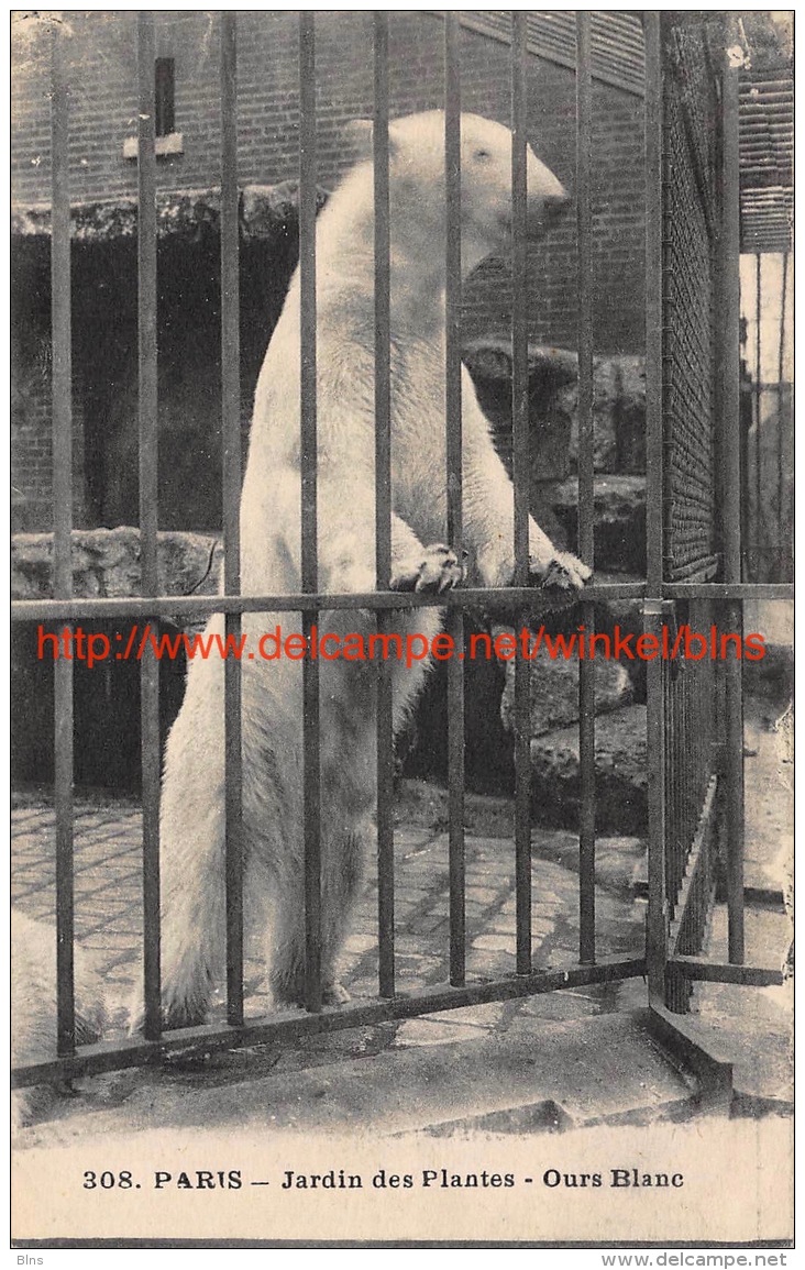 Jardin des Plantes Ours Blanc