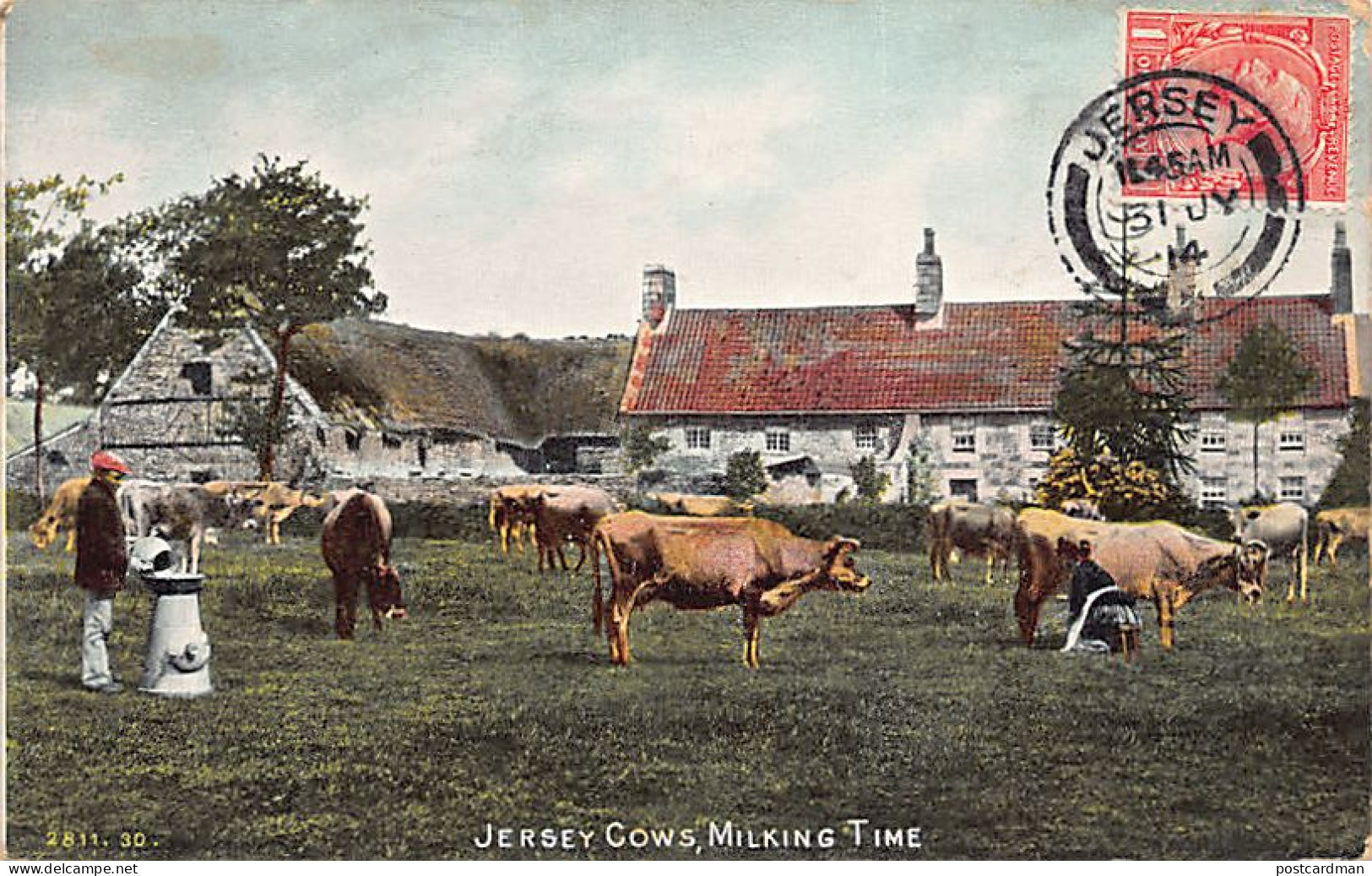Jersey - Jersey cows - Miking time - Publ. Hartmann 2811