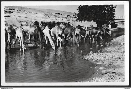 Jordan Jeduin Camels postcard not used