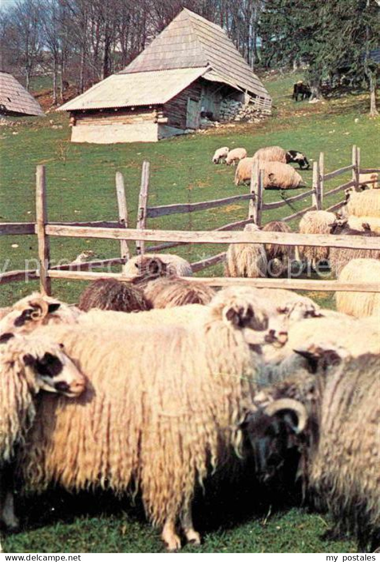 Jugoslawien Yugoslavie Vlasic Schafherde