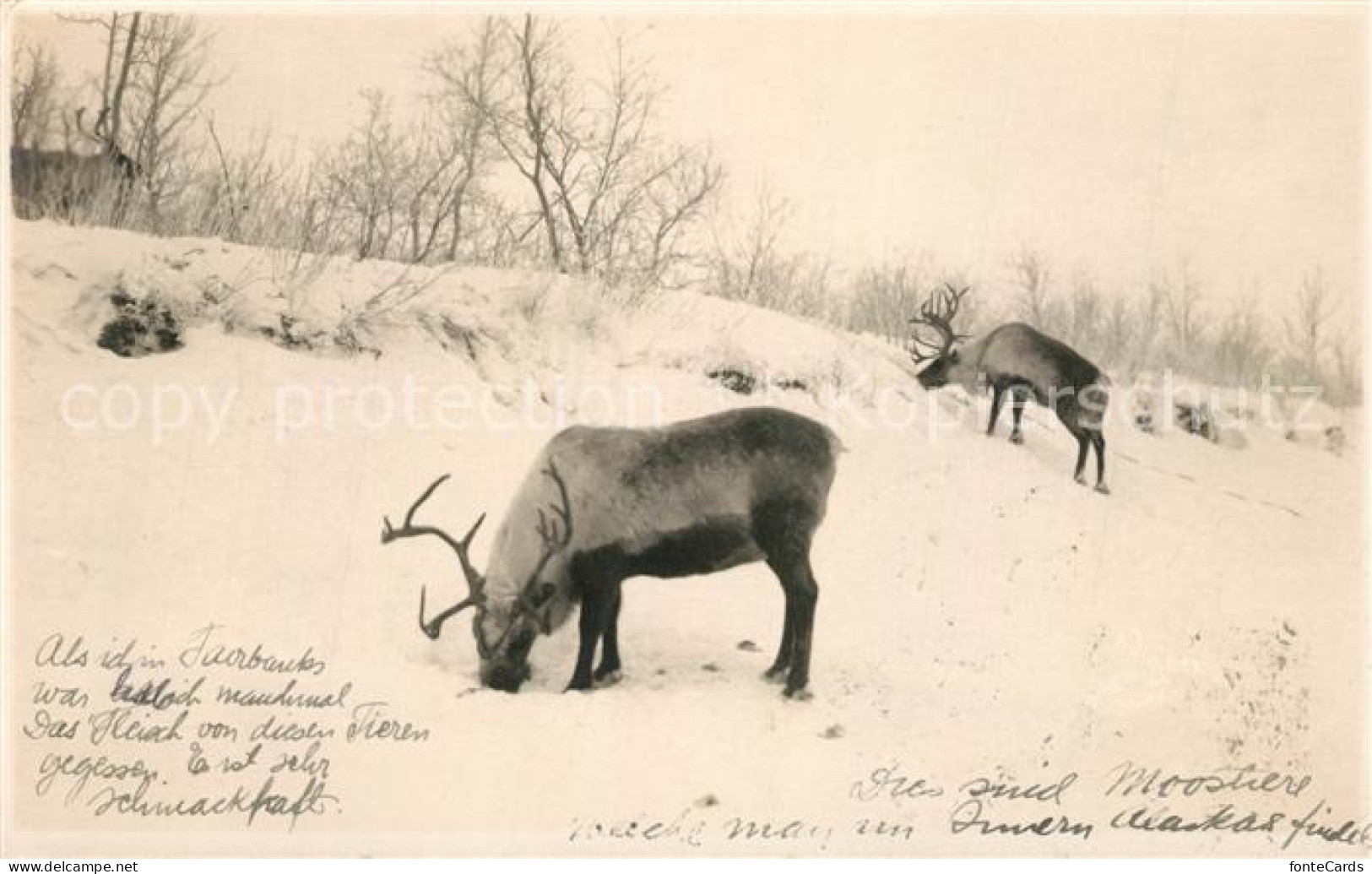 Juneau Alaska Rentiere