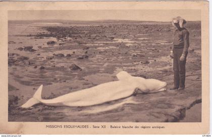 CANADA - TERRITOIRES EXTREME-NORD CANADIEN - BALAEINE BLANCHE DES REGIONS ARTICQUES - EQUIMAUX ESQUIMAU