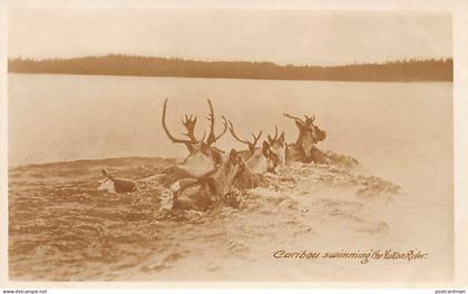 Canada - Yukon - Caribou swimming the Yukon River - REAL PHOTO