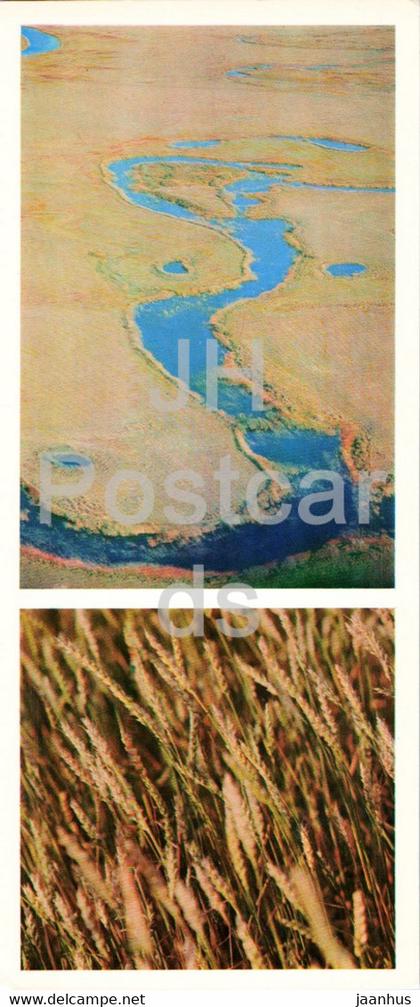 steppe river - golden corn - 1976 - Kazakhstan USSR - unused