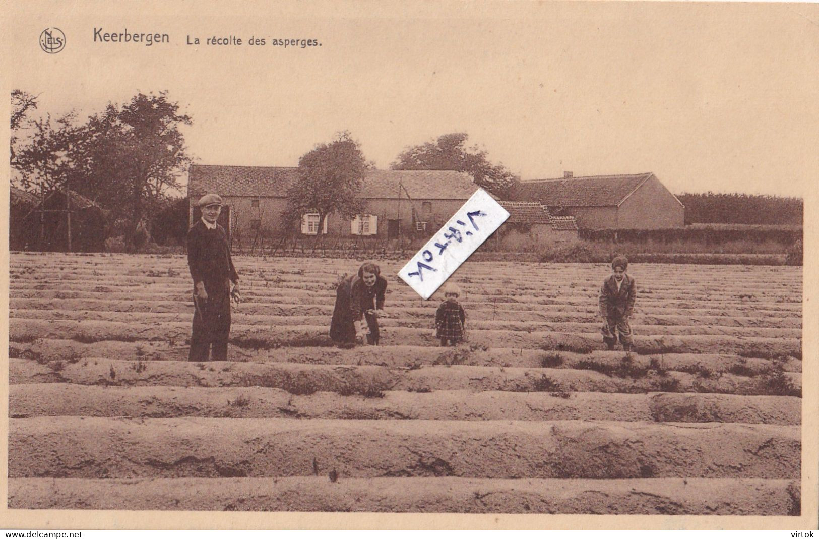 Keerbergen : la récolte des asperges