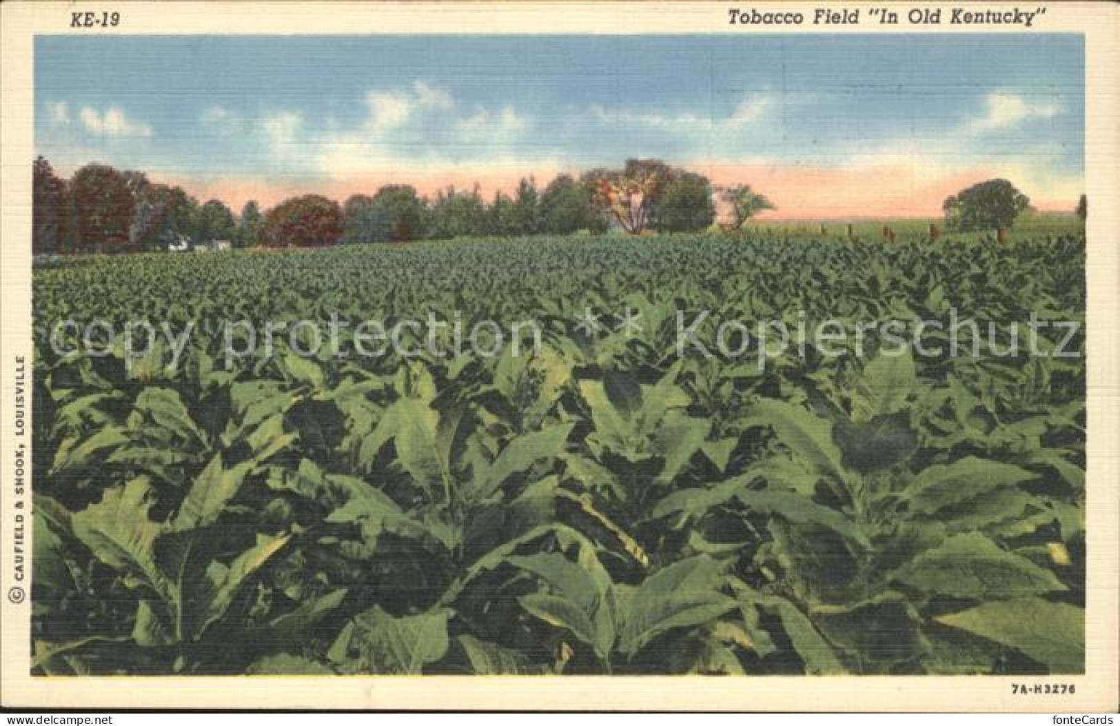 Kentucky US-State Tobacco Field in Old Kentucky
