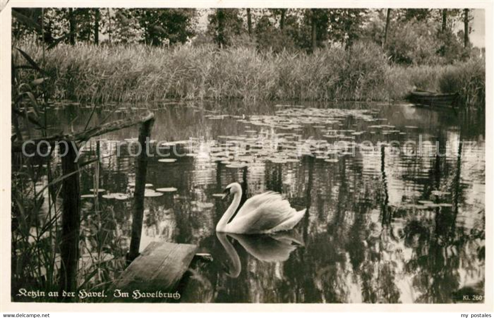 Ketzin Im Havelbruch Schwaene NZ4