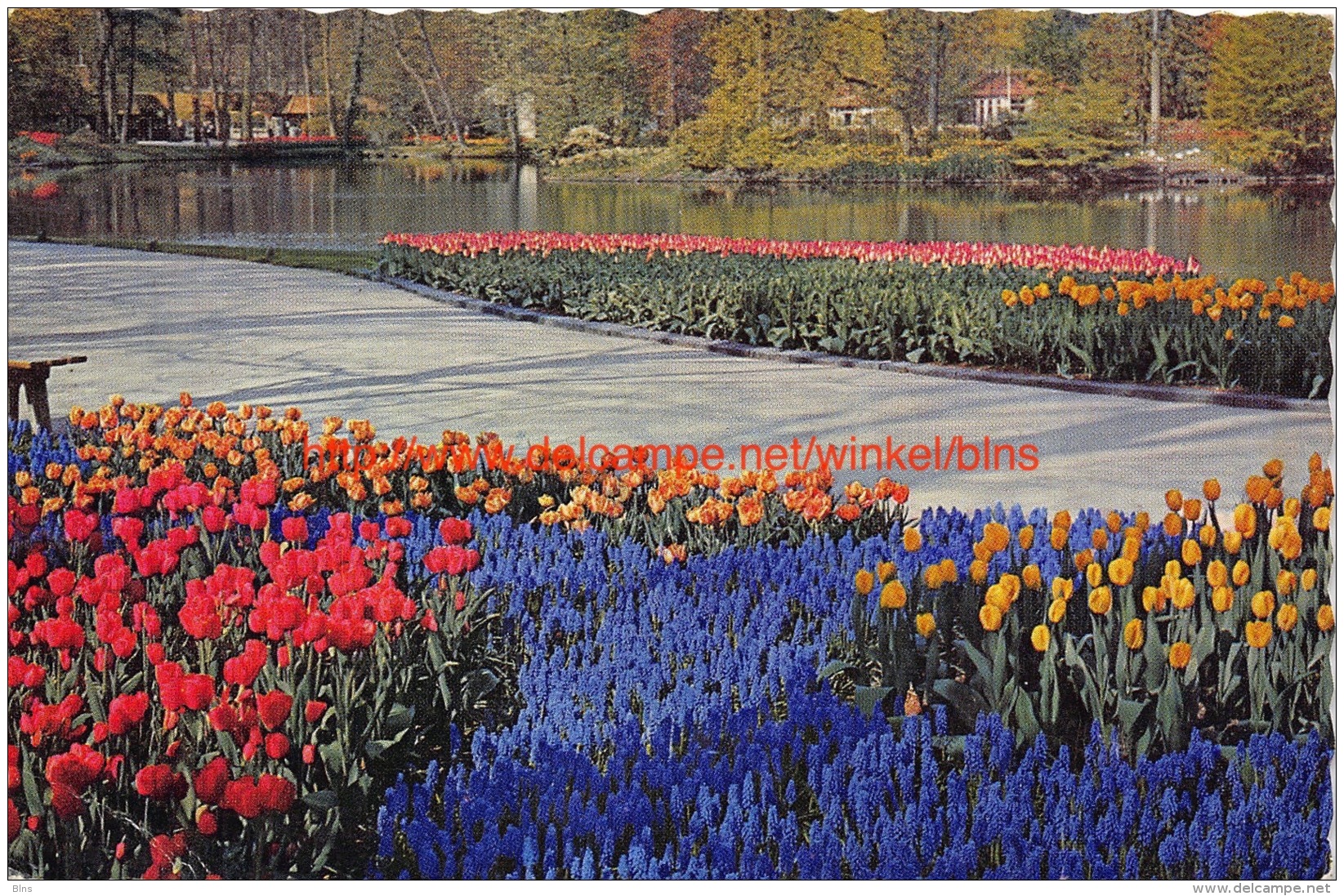 ""Keukenhof"" Lisse