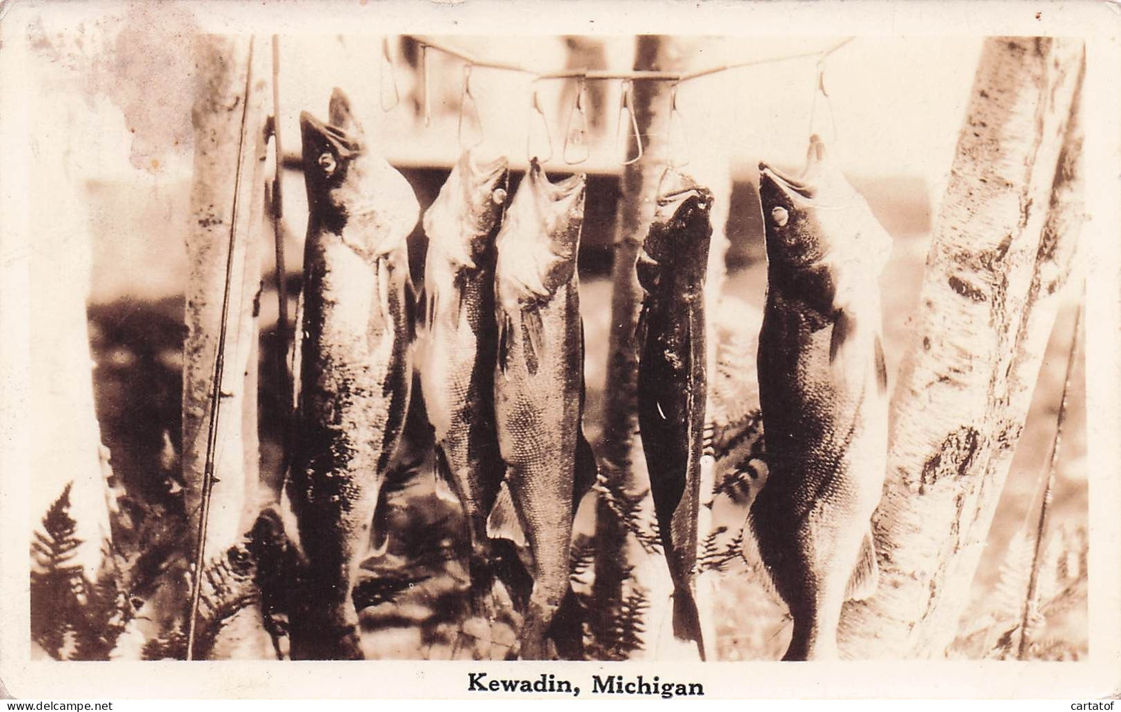 KEWADIN . Michigan . ( exposition, séchage, des poissons après la pêche)