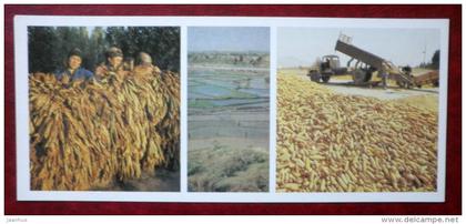 drying tobacco - rice fields - harvesting maize - 1984 - Kyrgyzstan USSR - unused