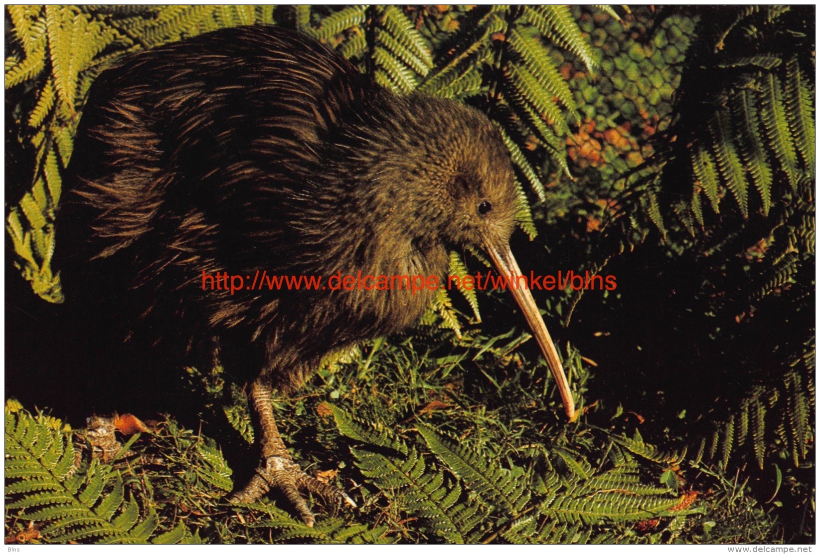 Kiwi - National Emblem of New Zealand