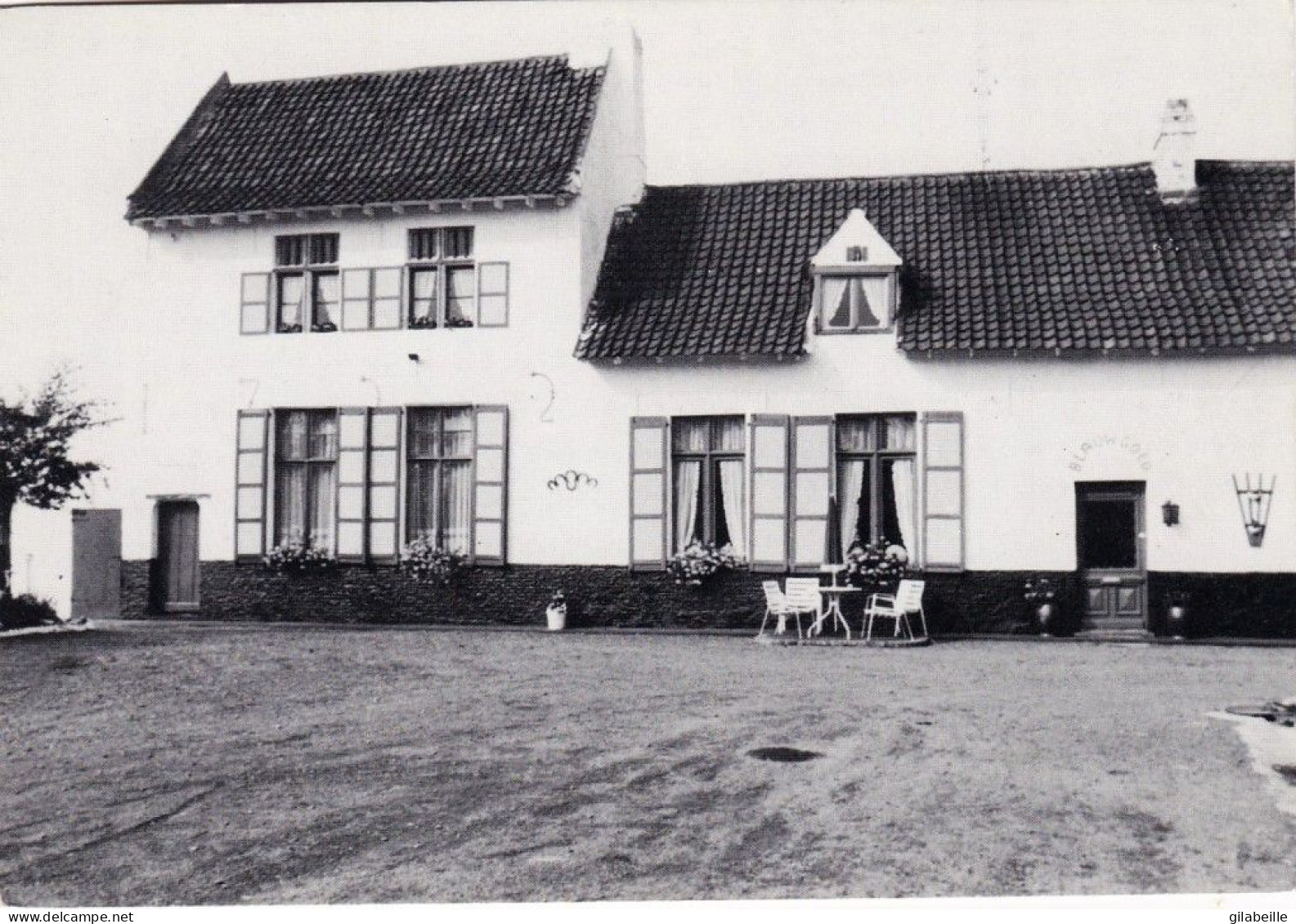 KNESSELARE  -  blauwgoedhoeve ( Ursel )