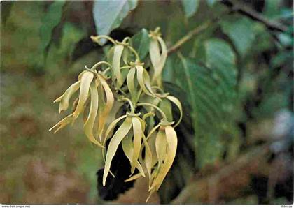 Comores - Anjouan - Fleur d'Ylang - CPM - Voir Scans Recto-Verso